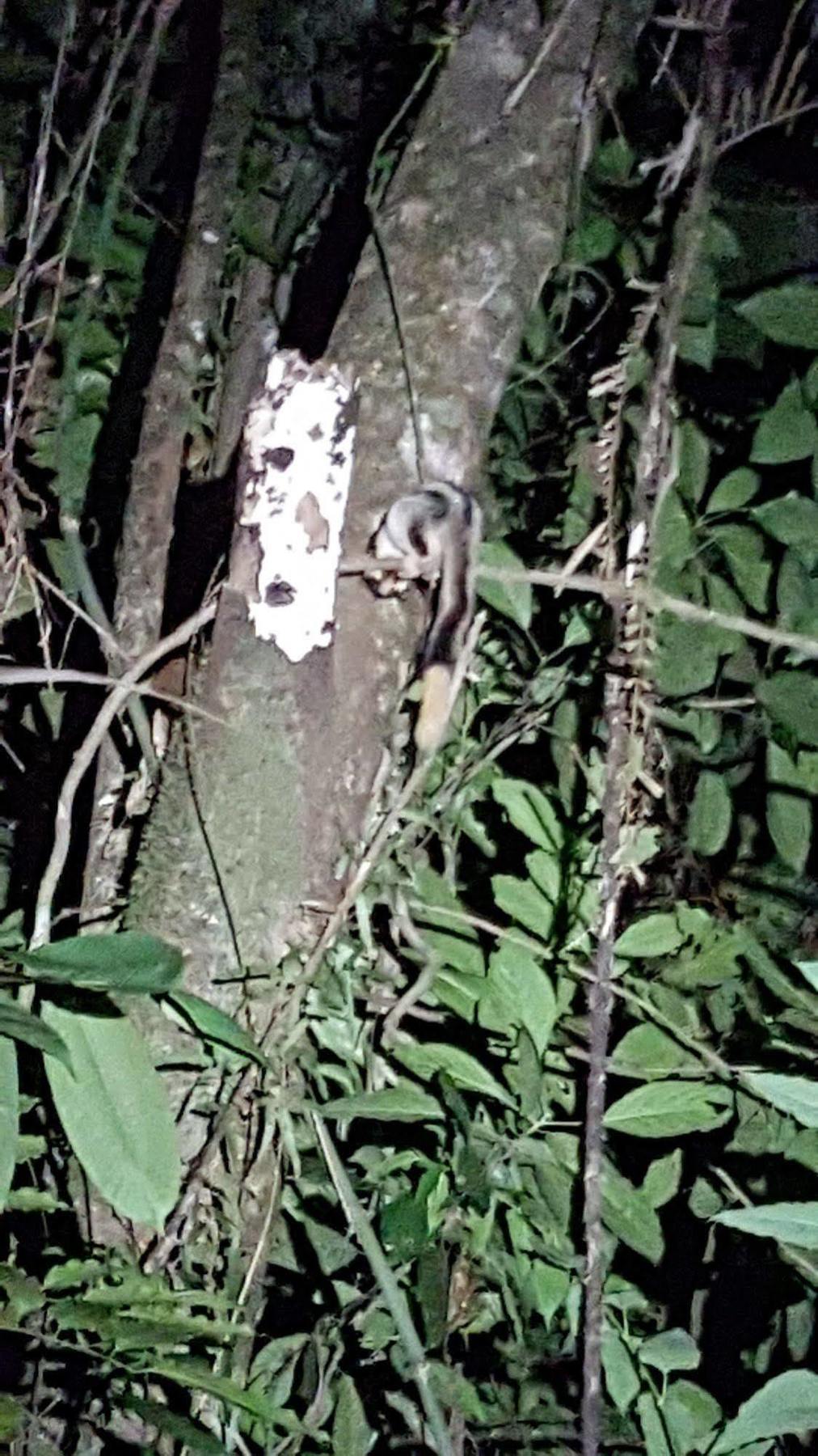 Daintree Wilderness alojamiento Exterior foto